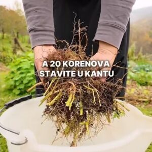 Azotno đubrivo od korena boranije