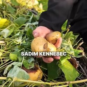 sadnja krompira u novembru
