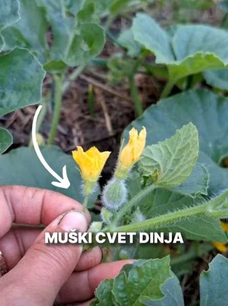 muski cvet dinja