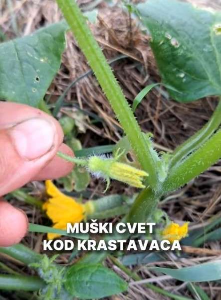 muski cvet krastavca