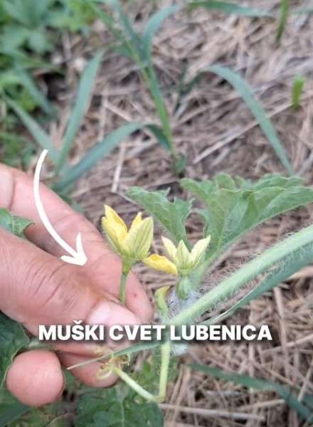 muski cvet lubenica