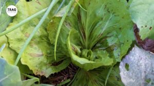 Radic Variegata Di Chioggia
