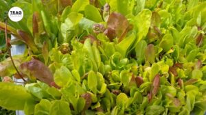Sadnice salate