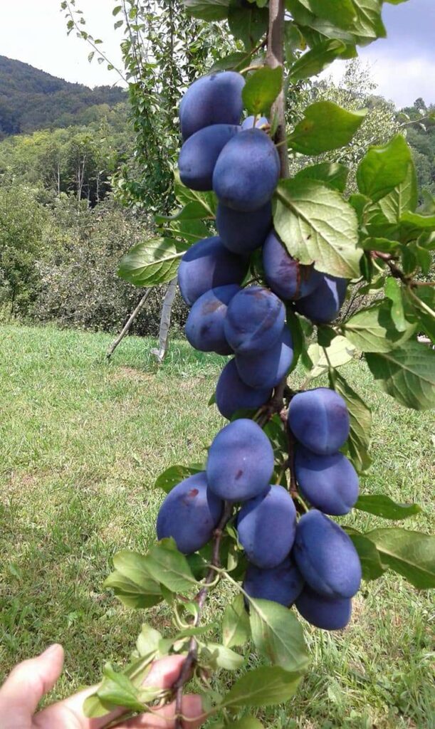 Šljiva