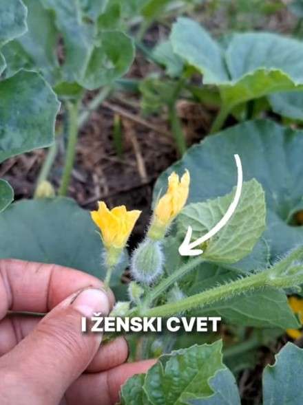 ženski cvet dinja