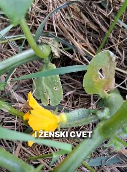 ženski cvet krastavac
