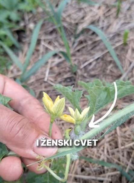 ženski cvet lubenica