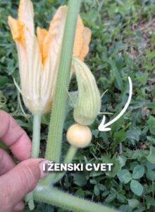 zenski cvet tikva