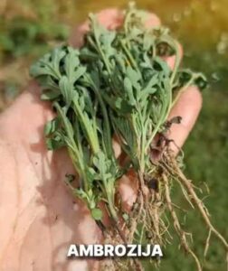ambrozija
