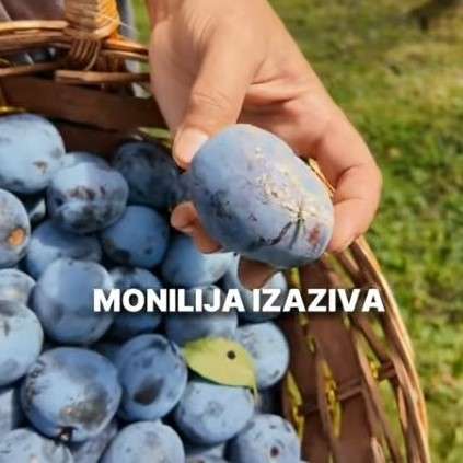 monilija