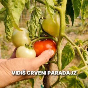 paradajz