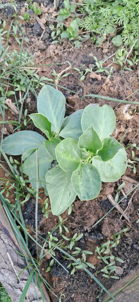 Testimonijal Ida Katicic Bogdan