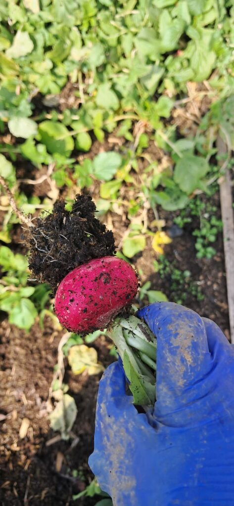 Testimonijal Ida Katicic Bogdan