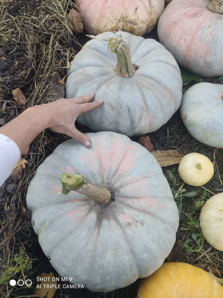 projekat testimonijal