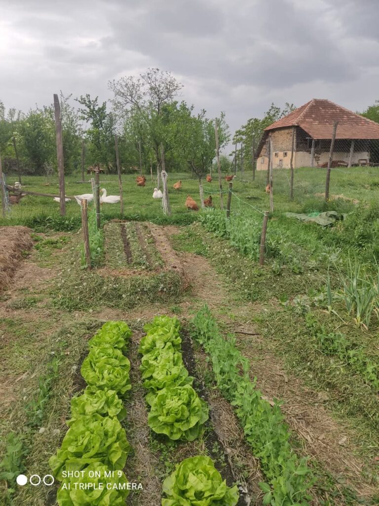 projekat testimonijal