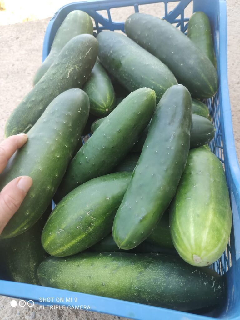 projekat testimonijal