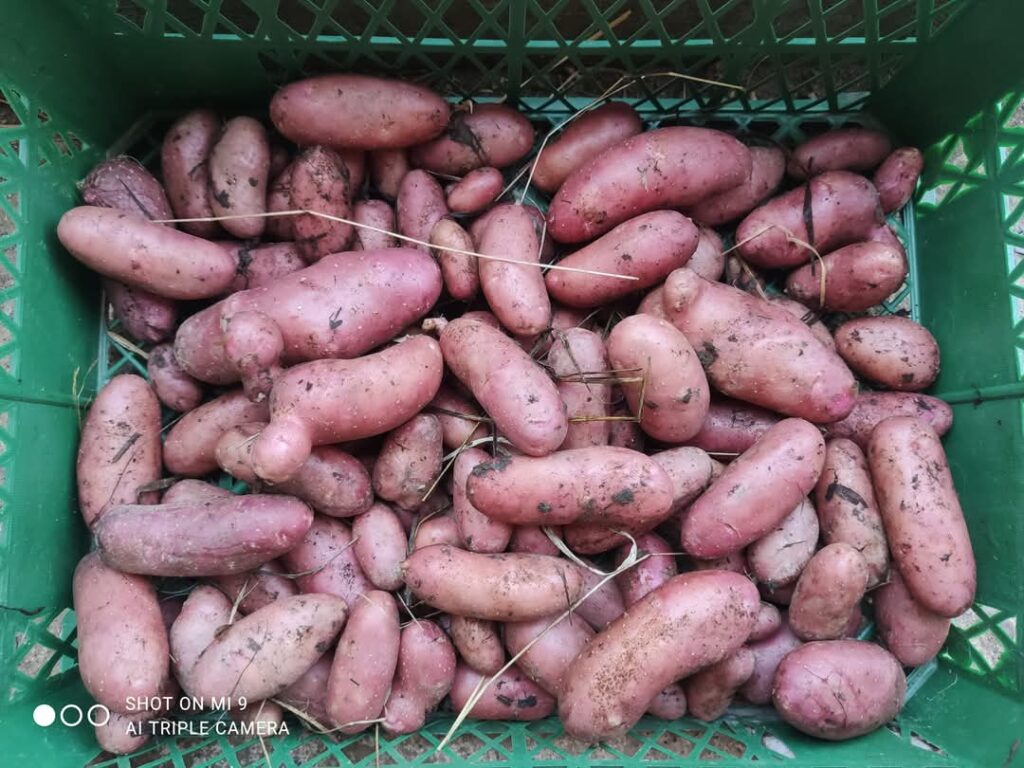 projekat testimonijal