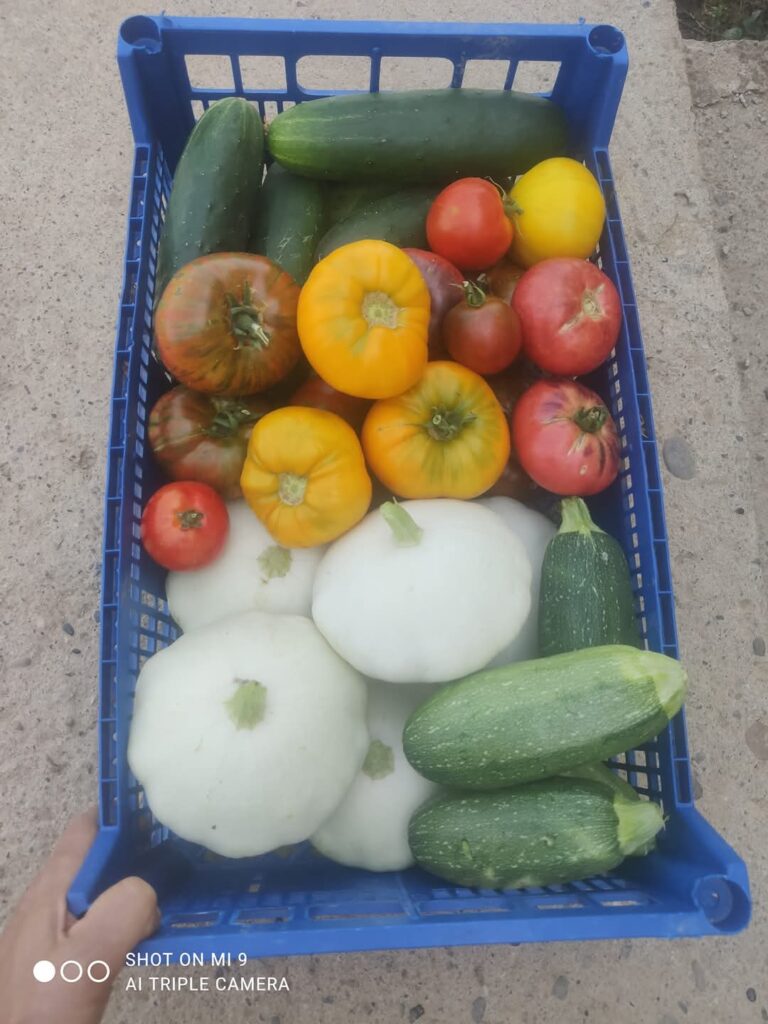 projekat testimonijal