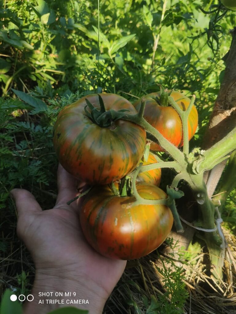 projekat testimonijal