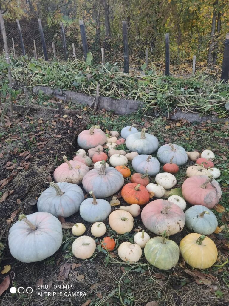 projekat testimonijal