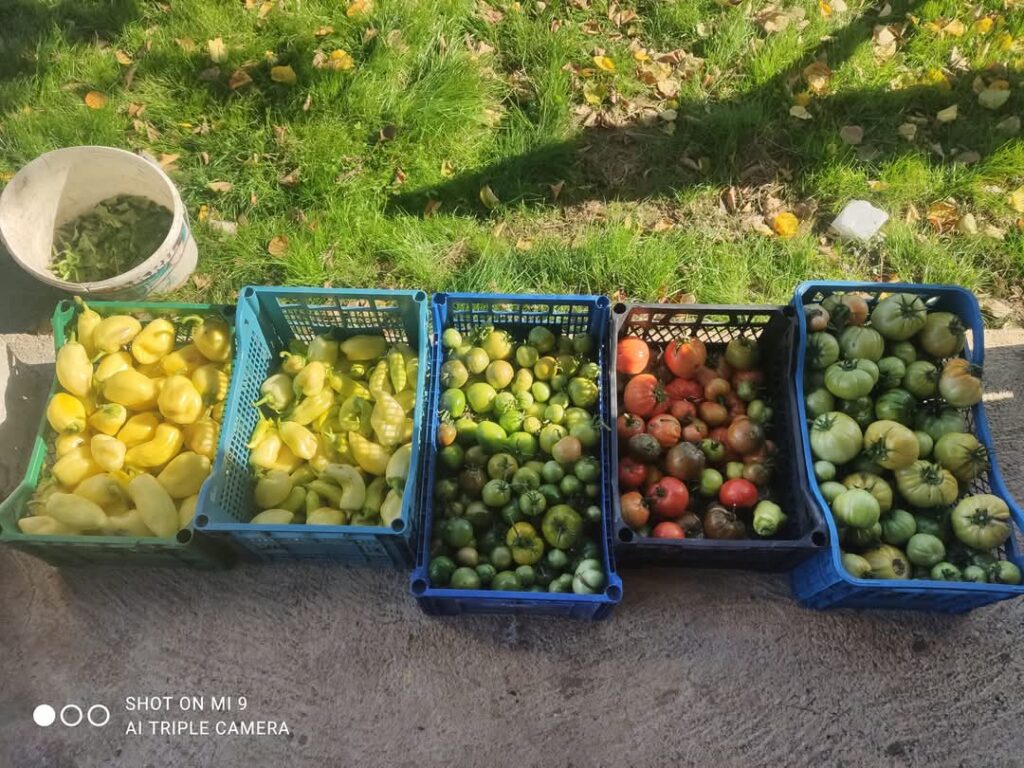 projekat testimonijal