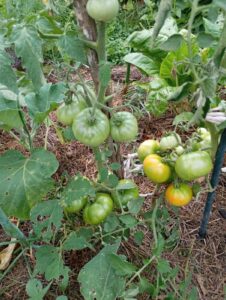 Foto galerije bastovana iz ucionice