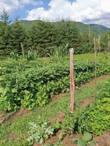 Foto galerije bastovana iz ucionice