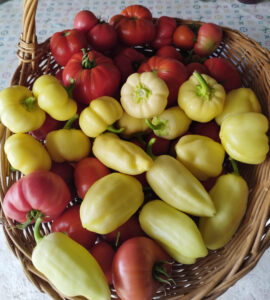 Foto galerije bastovana iz ucionice