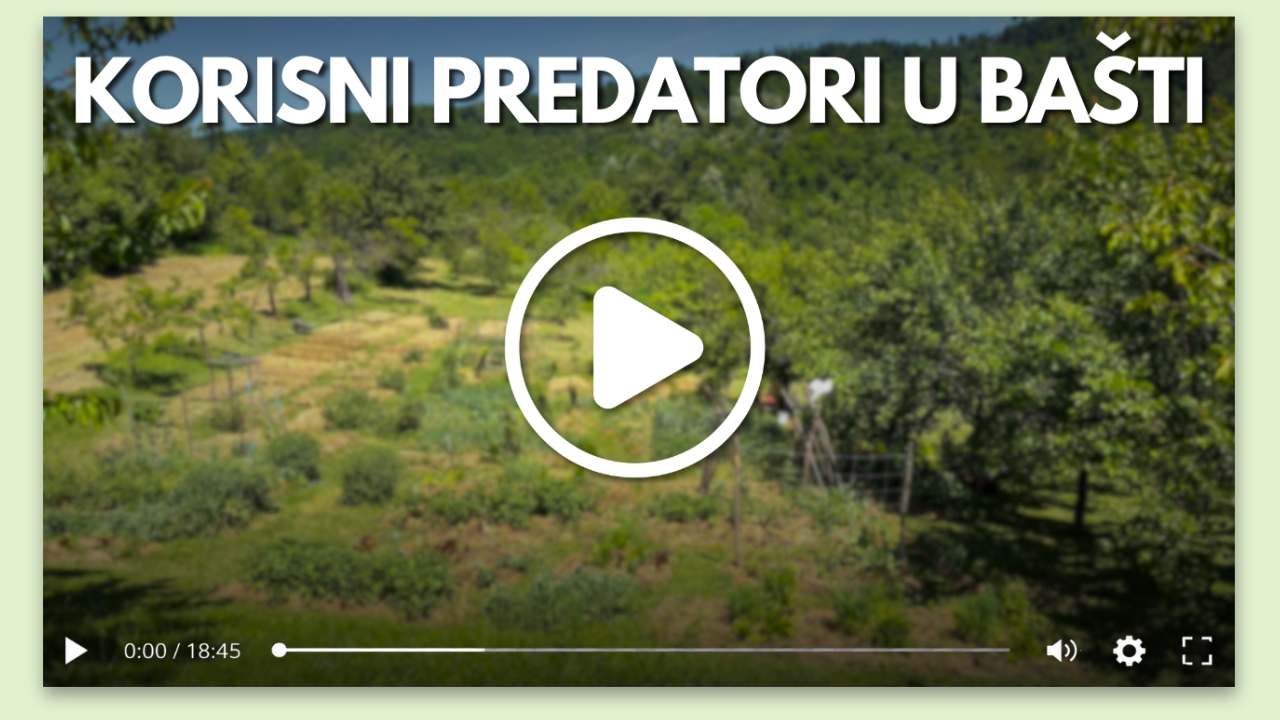 Video-vodič za prepoznavanje korisnih saveznika u bašti