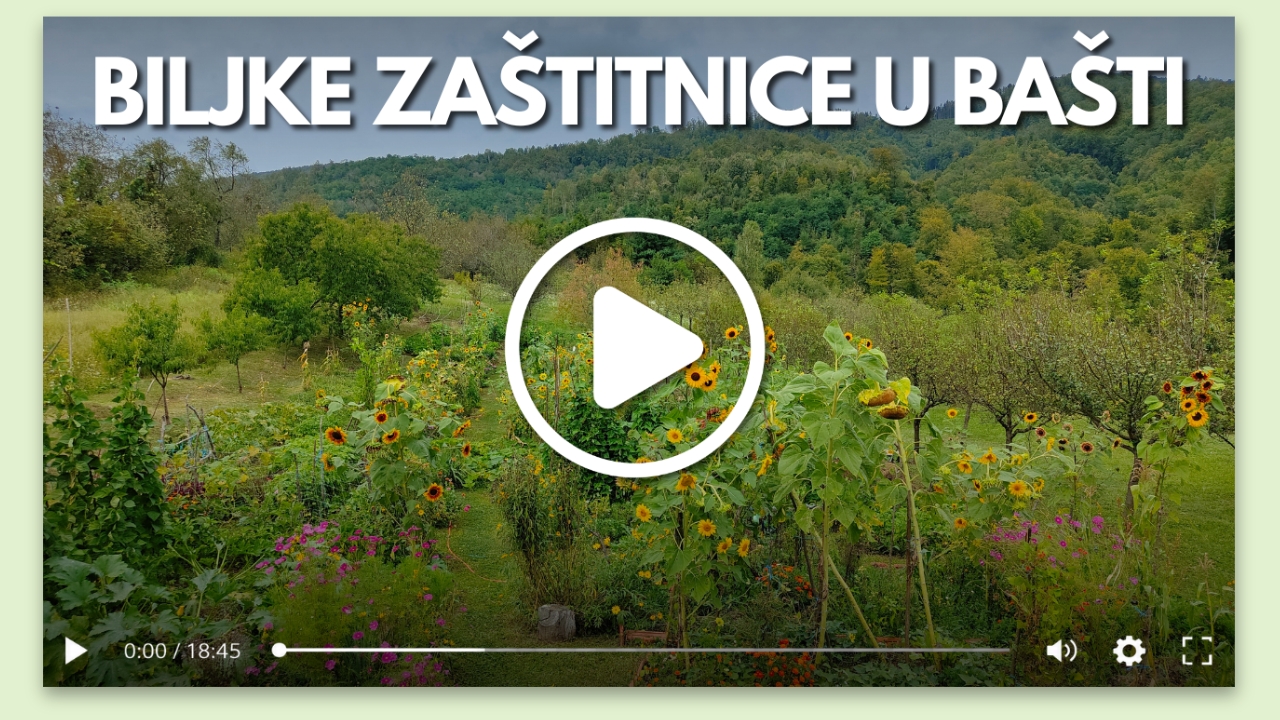 Video-vodič za postavku biljaka zaštitnica u bašti